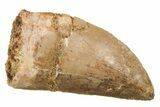 1 1/2" Carcharodontosaurus Tooth With Serrations - Photo 4